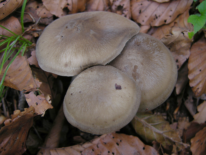 Lyophyllum sezione Semitalina.